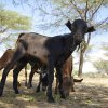 Goats are common assets amongst the pastoralists